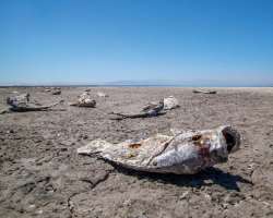 It was noticed that the flyway route of the birds was interpreted which also caused problems like more than 400 species birds stayed there in the sea 